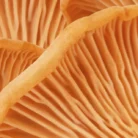 6-chanterelle-shampoo-A4071