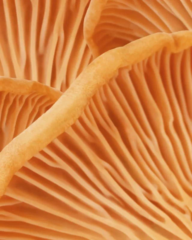 6-chanterelle-shampoo-A4071 6-chanterelle-shampoo-A4071